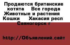 Продаются британские котята  - Все города Животные и растения » Кошки   . Хакасия респ.,Саяногорск г.